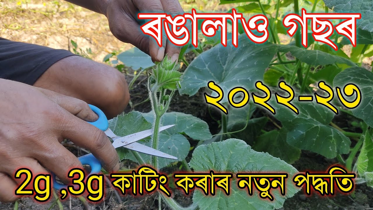 ৰঙালাও গছৰ 2g,3g কাটিং কৰাৰ নতুন পদ্ধতি , #1gcutting #2gcutting