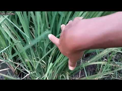 INPARI 47 TAHAN WBC JUGA TAHAN REBAH