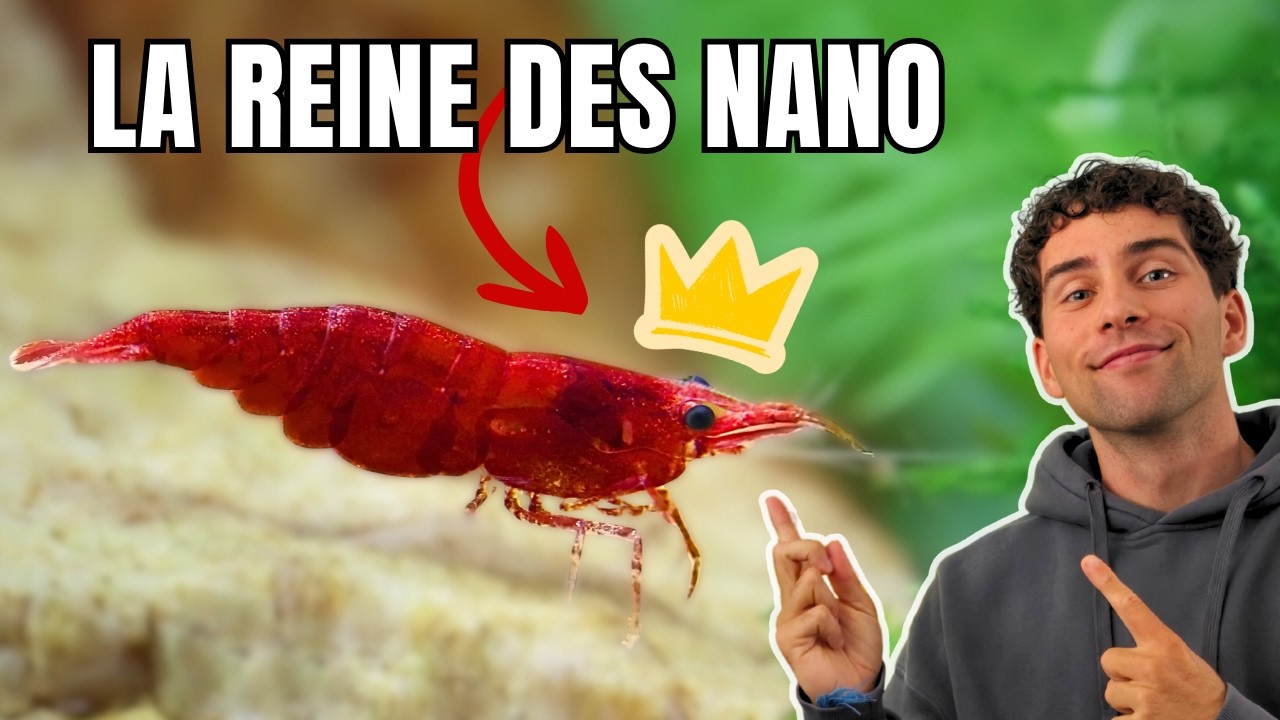 Pourquoi la crevette est la vraie star des nano aquariums ? (Guide Neocaridina complet)