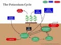 eOrganic Dairy Course: On the Ground. Module 2 Building Better Soils: Understanding Potassium.