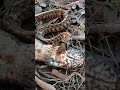 뱀이 먹이를 먹고 있다.🌲🐍🫜뱀의 본능 #자연 생존 #국립생물자원관