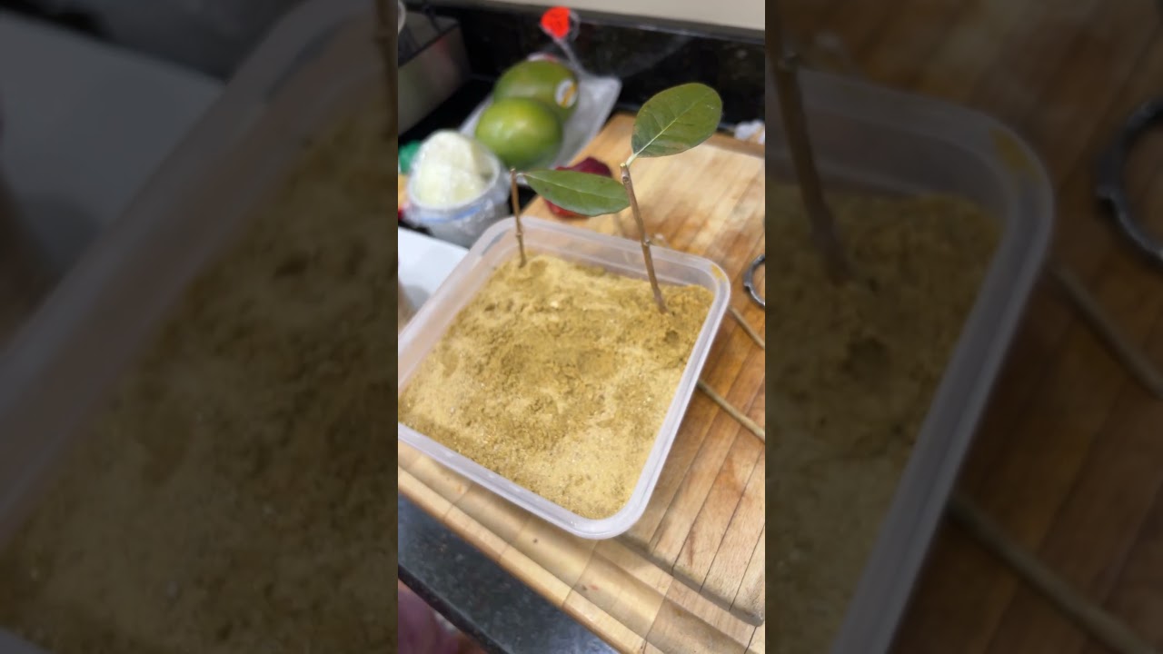 Making some feijoa rooted cuttings 