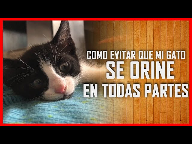 Cómo Ahuyentar Gatos De Tu Jardín, Huerto, Cochera, etc. FÁCIL ECONÓMICO y  SIN LASTIMARLOS!! 