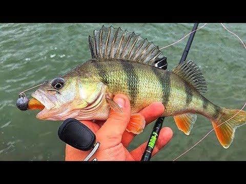 PERCH FISHING FROM SHORE 