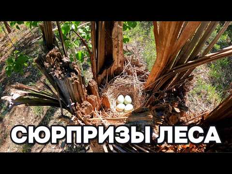 СЮРПРИЗЫ ЛЕСА