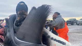 EP 264 How they load the whale meats up to village from frozen Ocean/ເຂົາເອົາຂື້ນໄດ້ແນວໃດ?