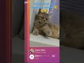 ВИДЕО ИЗ ТИКТОКА!!!