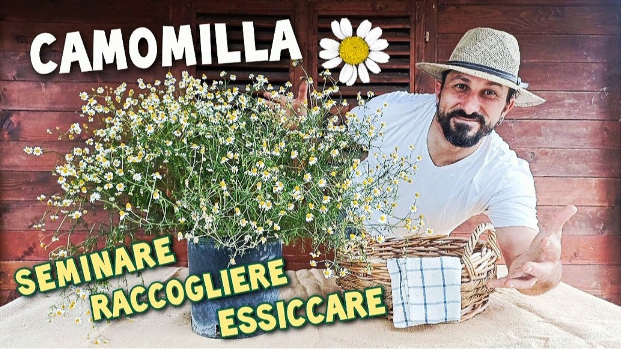 Camomilla, coltivazione e essicazione passo dopo passo - dal giardino alla tazza.