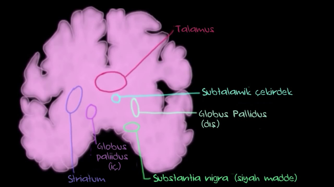 Bazal Ganglionlar - İndirekt Yol (Sağlık Bilgisi ve Tıp)