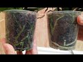 Cómo cuidar Orquídeas Phalaenopsis | Riego y lavado de raíces y sustrato (Vídeo 2)