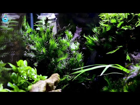 Video Hẻm Núi - Setup Bể Cubic 30 - youtube