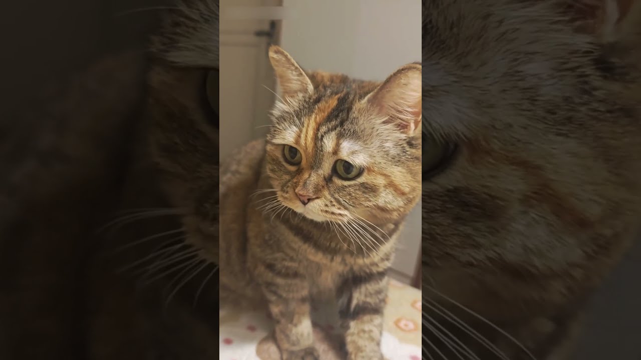 A cute little kitten lazy in bed in winter 