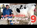 9 Australian friesian cows urgent  for sale in purana chabba with Rana Bashir, janibest farming