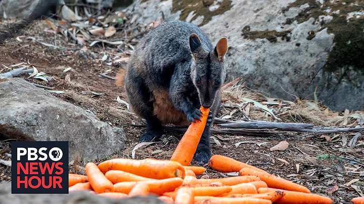 Wildlife experts rush to rescue Australian animals after bushfire crisis