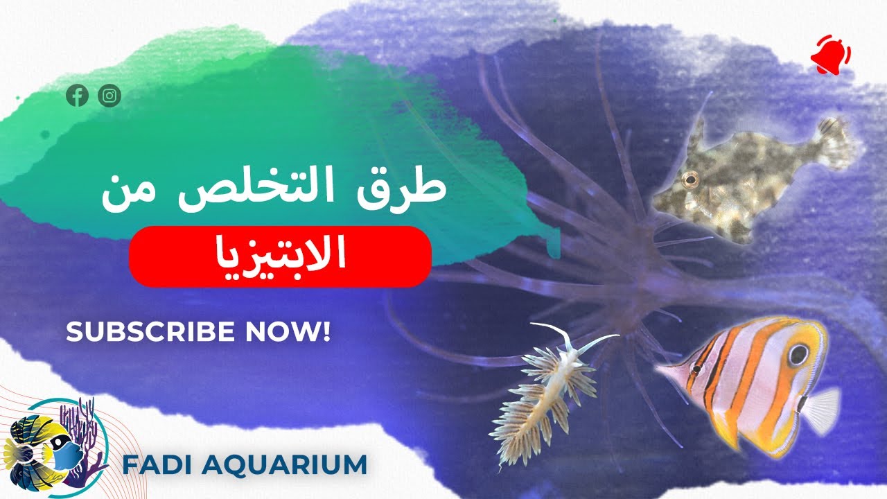 كيف تتخلص من الابتيزيا في الاحواض البحرية