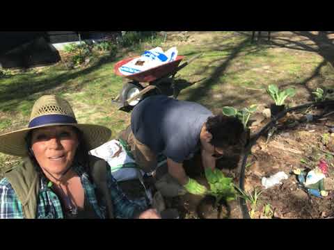 Planting Hostas under a tree #thehandmadens #mandofightsback hqdefault