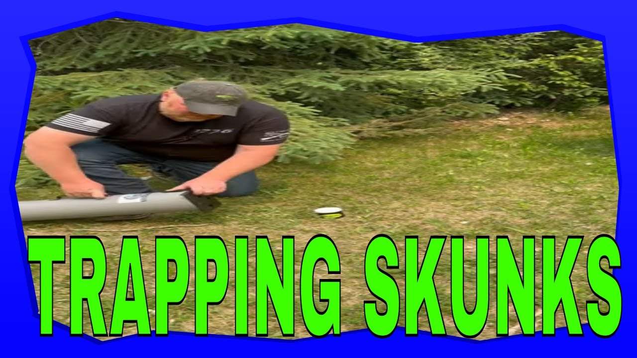 КАК ВЫ ЛОВИТЕ СКУНСОВ???