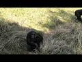 My daddy is a superstar! by Dill 僕のお父ちゃんはスーパースター!ディル Chimpanzee Tama Zoological Park