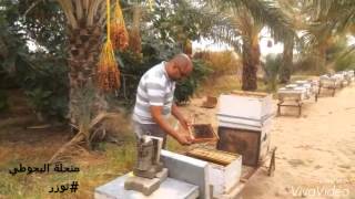 تربية النحل بالجنوب التونسي ( توزر - تونس )