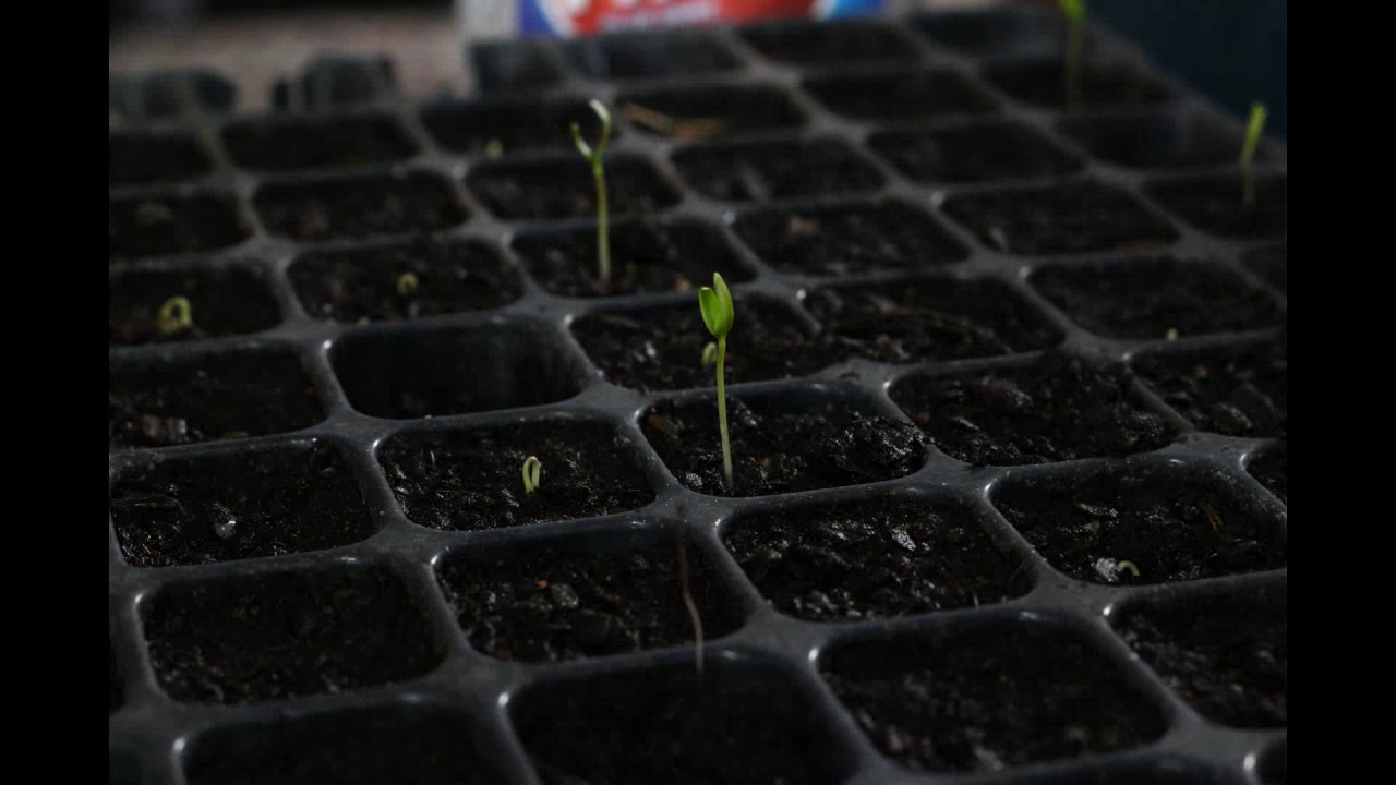 Timelapse Paprika YouTube