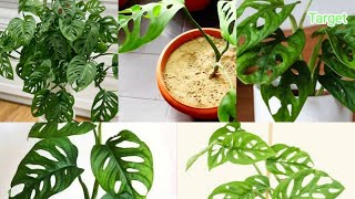 How to grow and care Monstera plant ( Swiss cheese plant), tips, Best indoor plant for nature lovers