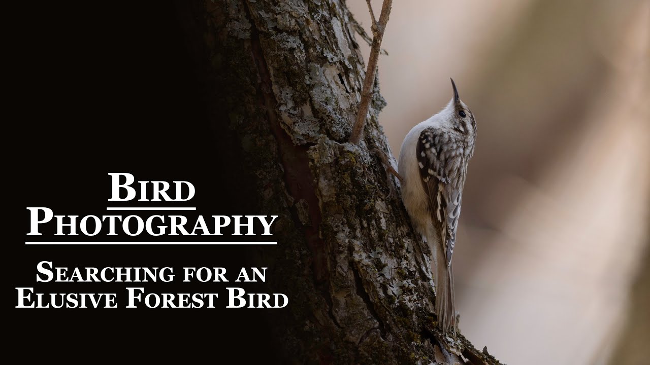 Bird Photography: Searching for an Elusive Forest Bird: The Brown Creeper