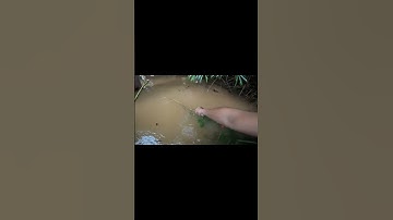 (Phần 1) Cắm câu cá suối mùa nước lũ tại Sông Bé #sôngbé #câucá #hoangdã #cathandcooktv