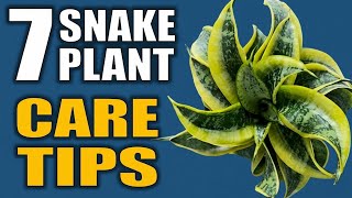 7 Snake Plant Care Tips That You Need to Know - SereneGreen Gardens