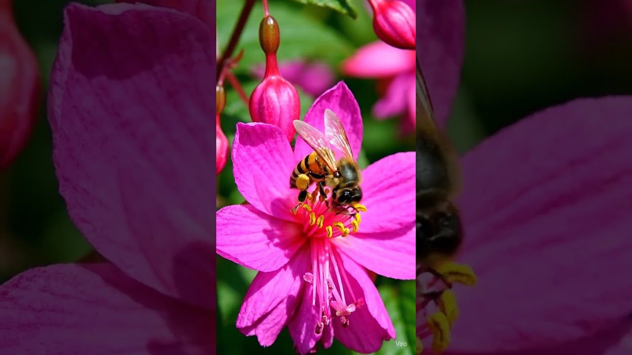 Bee drinking nectar from flower! 