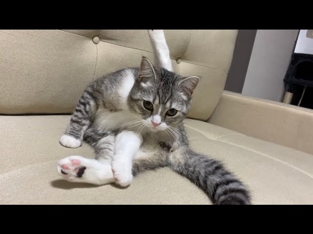 朝からグルーミングがち勢なもち猫！ - YouTube