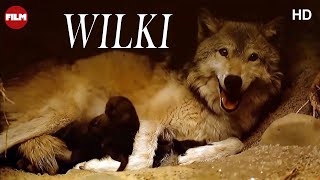 Wilki | Film Dokumentalny | IMAX | Lektor PL | HD | Całość | Za darmo | Film przyrodniczy