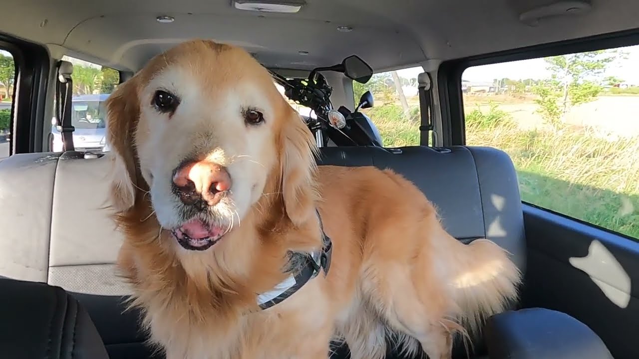 ハロの車の燃費を計りに連れて行ってもらいました Youtube