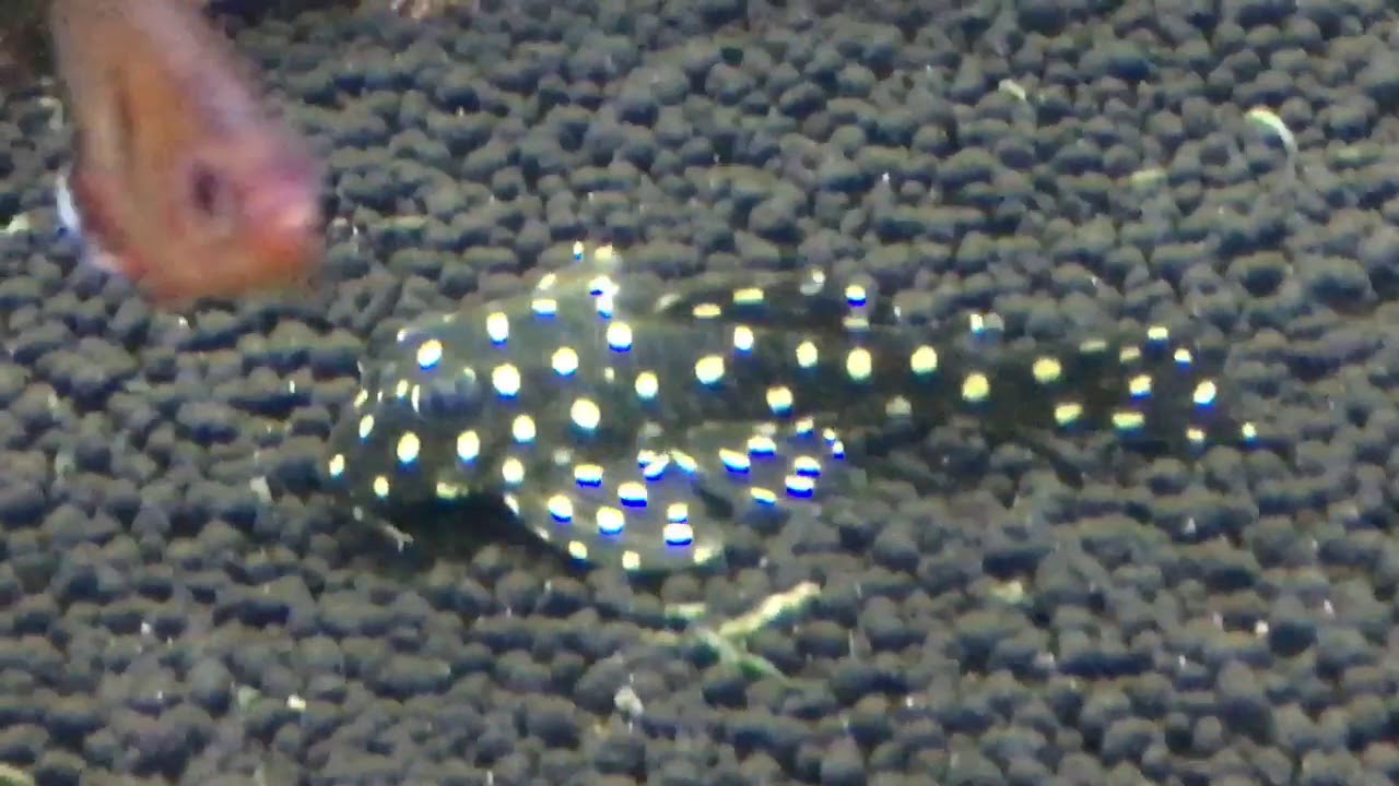 My New Snowball Pleco YouTube my-new-snowball-pleco-youtube