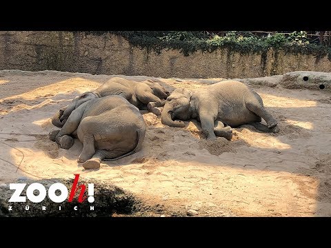 Video: Wie Elefanten Schlafen