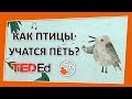 🔶 Как птицы учатся петь? [TED-Ed на русском]