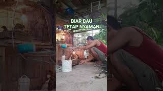 Tips Membersihkan  Kandang Ayam Walau Sibuk Kerja kandangayam ternakayam ternak ayamkdanung