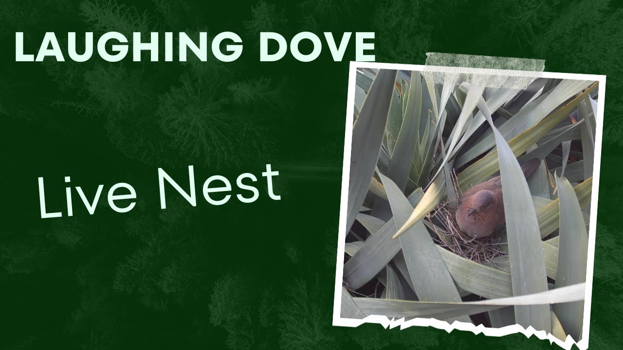 Laughing Dove - Live nest cam - Day 4