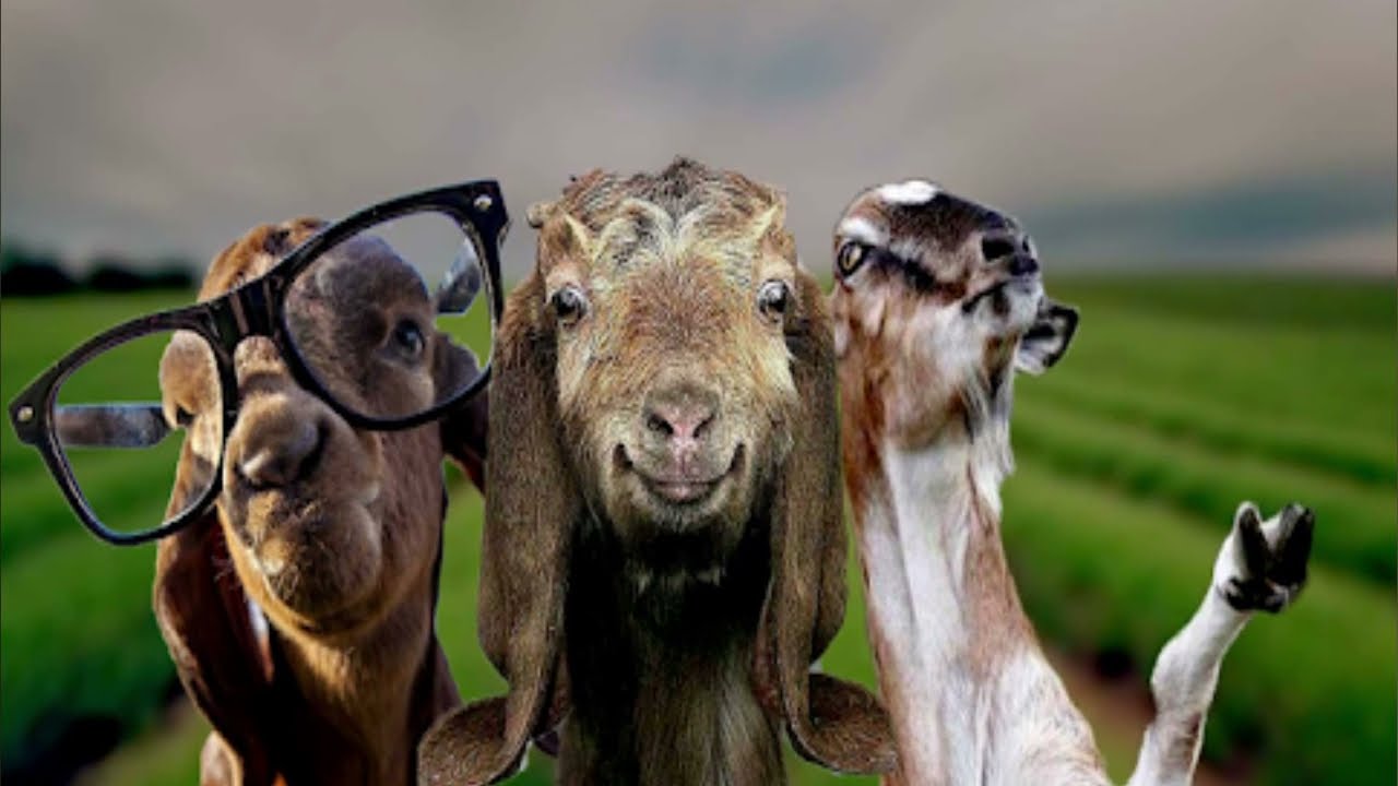 WhatsApp Eid Status 2021 | Bakra Eid WhatsApp Status | Eid Ul Adha 2021 Status | Youtube 