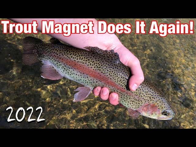 The Trout Magnet Strikes Again! (Stocked Trout Fishing On The Delayed  Harvest) 