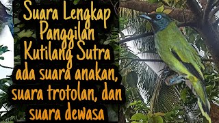 SUARA PANGGILAN BURUNG KUTILANG SUTRA RIBUT