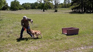Watermark Training Center - Practicing home plate, traffic cop & fetch with Mary Tatum