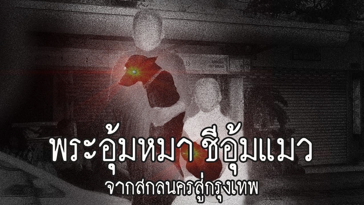 "พระอุ้มหมา ชีอุ้มแมว" จากสกลนครสู่กรุงเทพ | สาระครับดี EP.42 | nuenglc