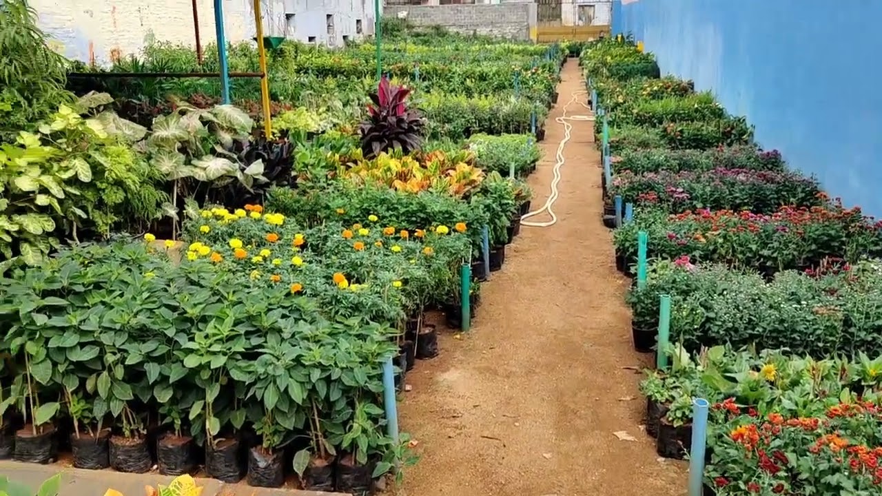 lakshmi narasimha narsari. proddatur. madhava cell no 9989322777.