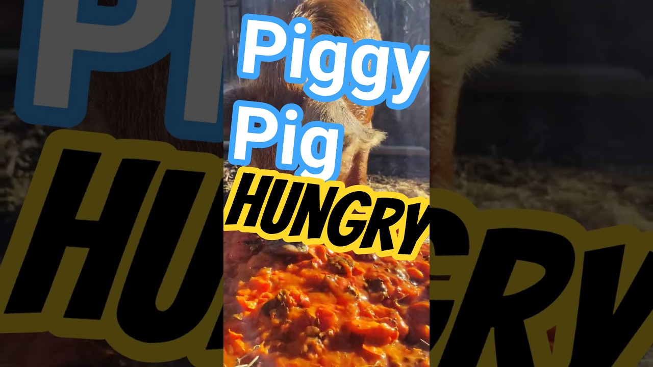 Домашняя свинья УиллБеРед ест хурму 