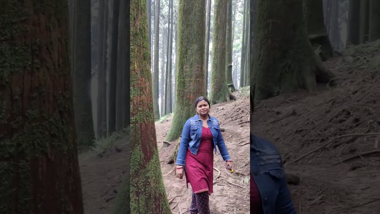 Pine  Jungle  Lovely view ❤️