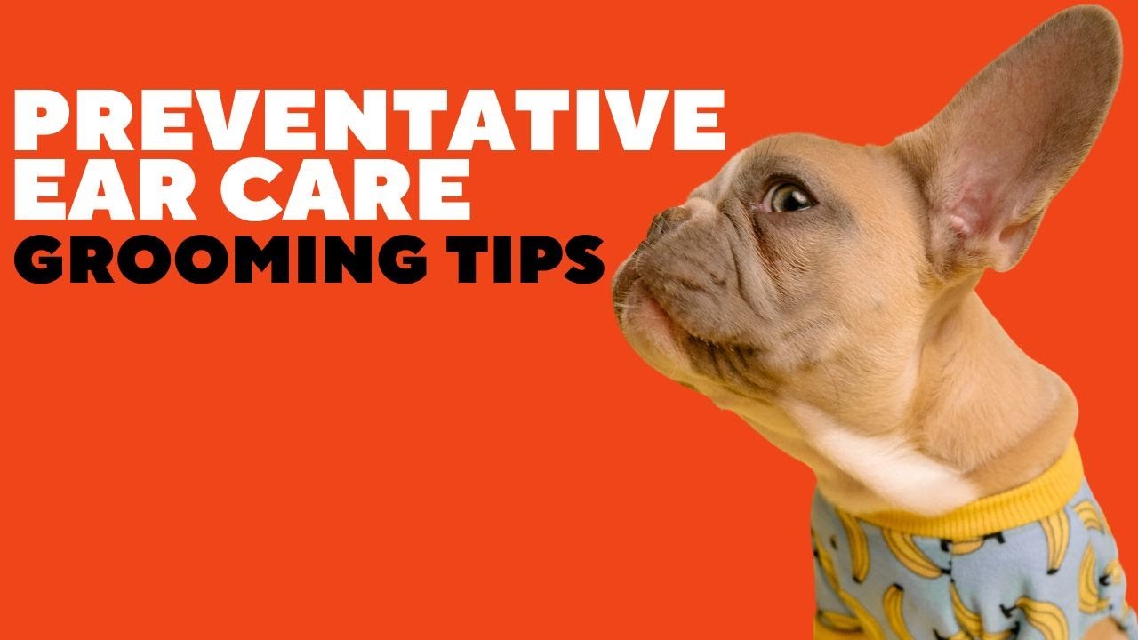 Preventative Ear Care (Dog Grooming Tips)