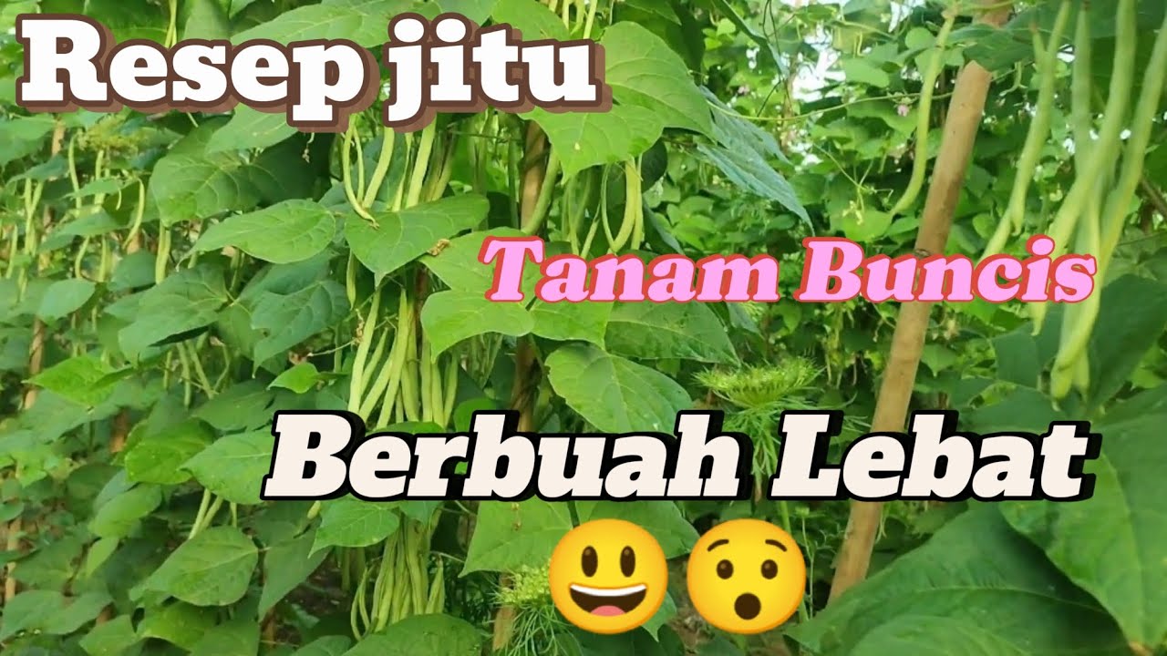BUNCIS DAPAT BERBUAH LEBAT