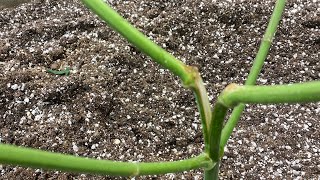 How to mend a split plant.