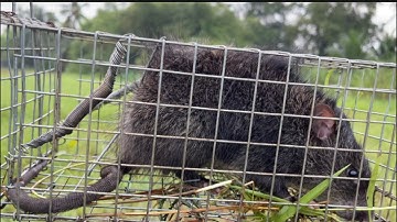 34/ Bẫy Chuột Cống Nhum-Trở Lại Khu Cánh Đồng ​@Đờisốngmiềntây-i9l  