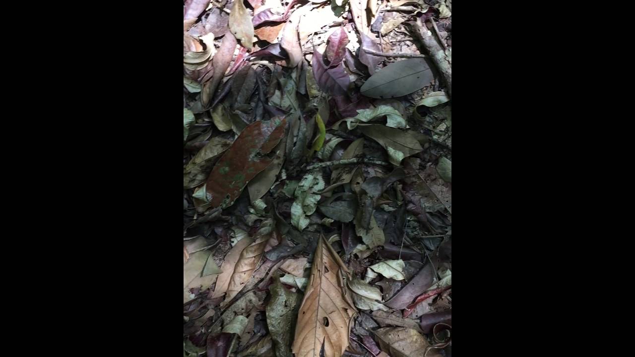 Army ants at Brazilian Amazon (Reserva Ducke)